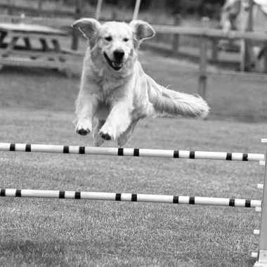 goldenret-agility-PeanutButter-JoeCamerino1-56a268e35f9b58b7d0c9e18a.jpg