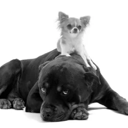 big_dog_small_dog_re.jpg