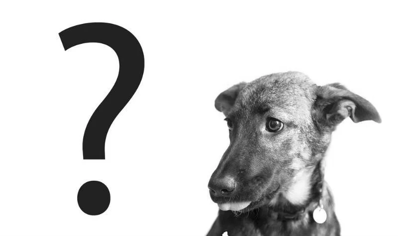 GSD-Question-Mark-GSC-800x474.jpg