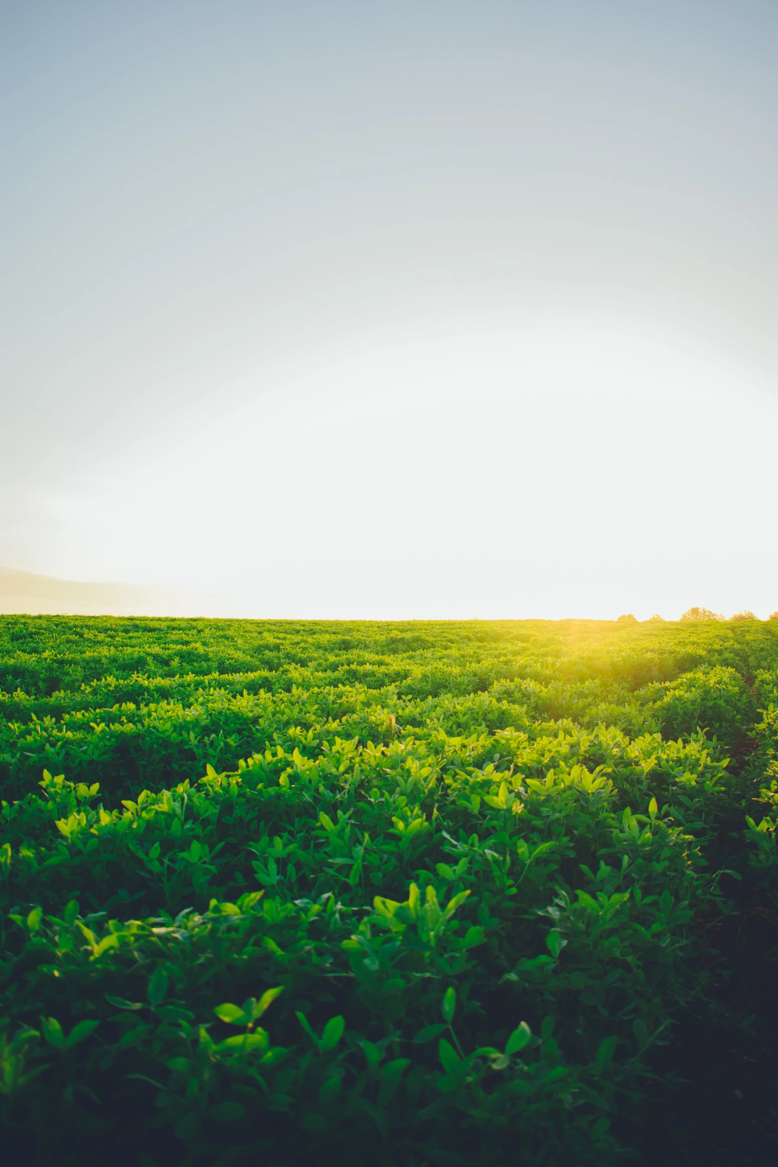 Soil Regeneration, Microbiome &amp; Rise in Autoimmune Disease