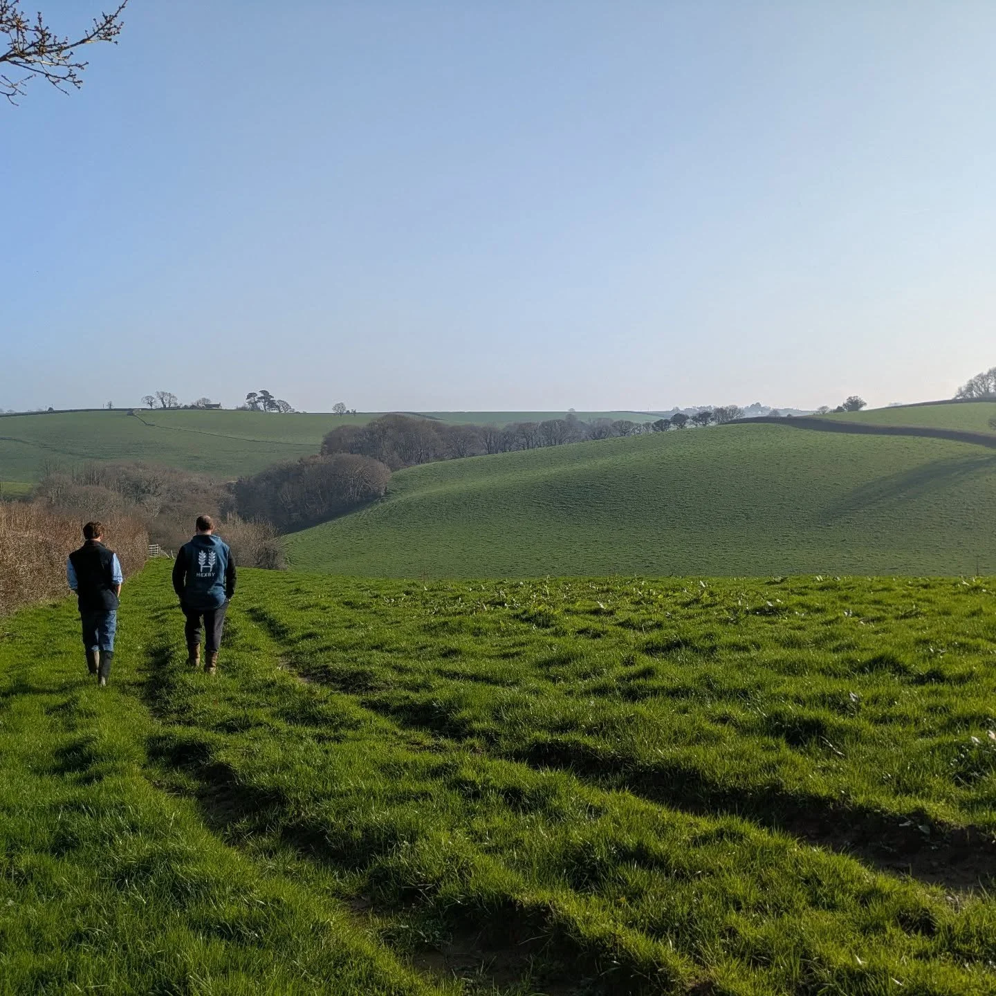 Afternoon walks 💚