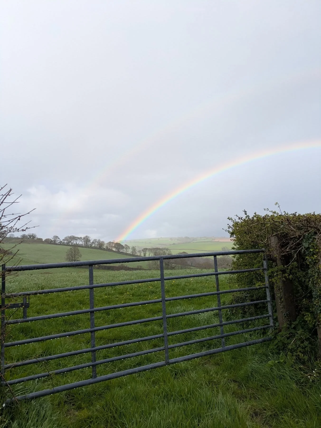 Double Rainbow Sundays 🌈 🕊️