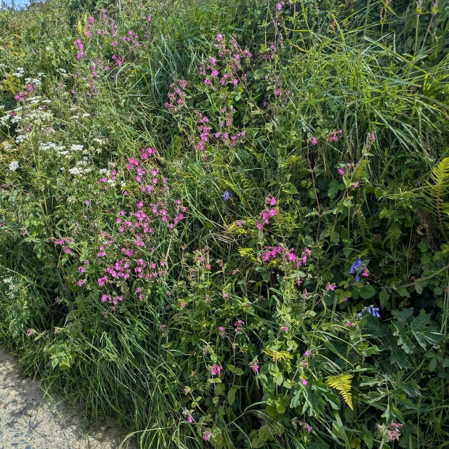 Beautiful May hedgerows in all their natural glory 🌸🪻🌷
