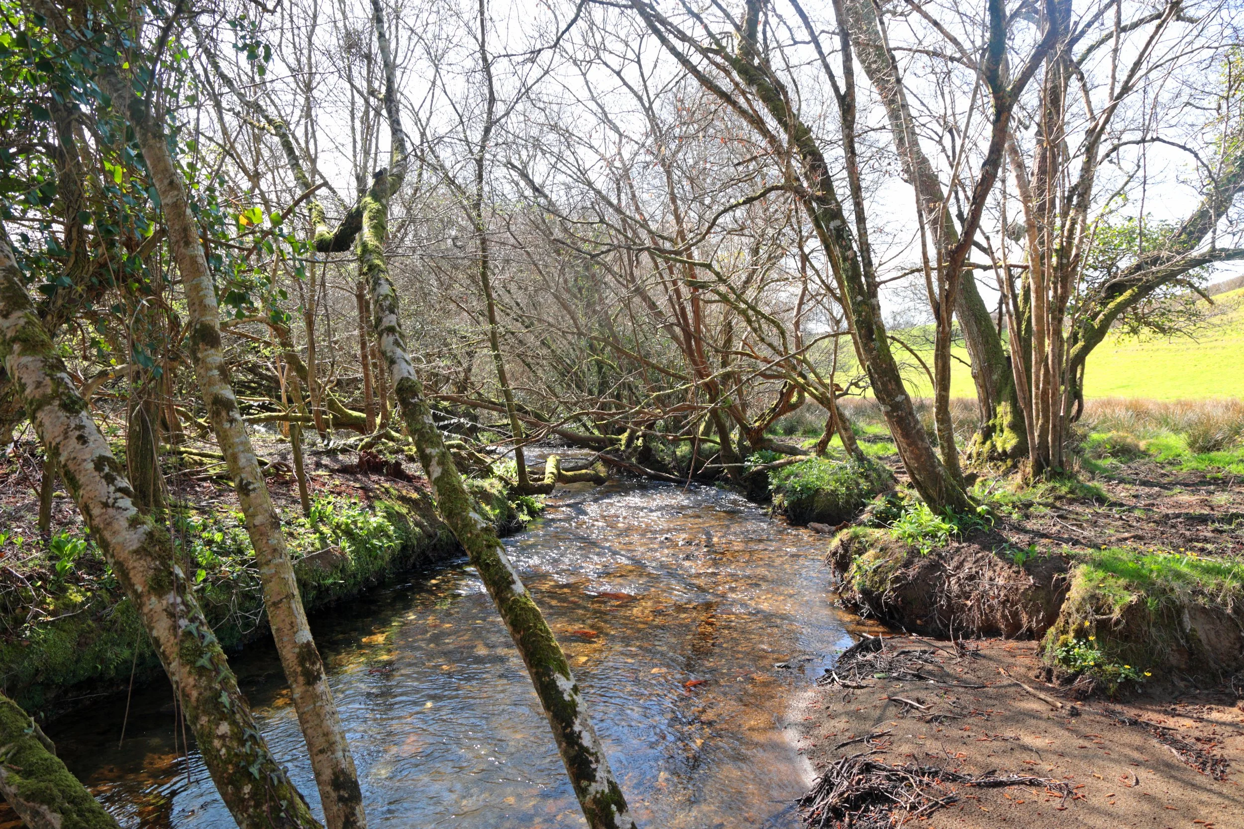Stream.JPG