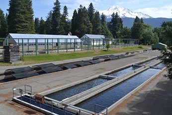 Mt-shasta-Hatchery-346.jpg