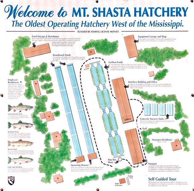 Mt-Shasta-Hatchery-Welcome-346.jpg