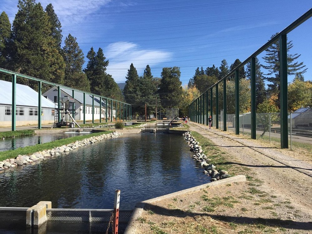 mount-shasta-fish-hatchery.jpg