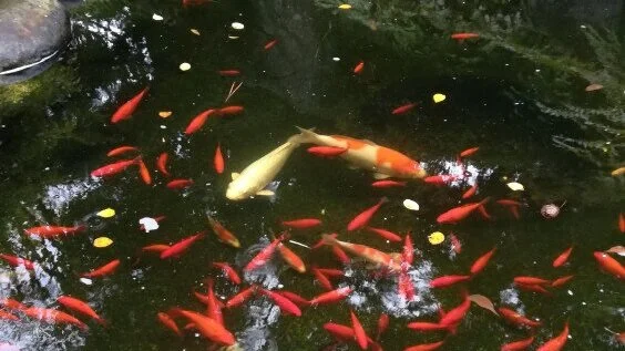 koi.jpg
