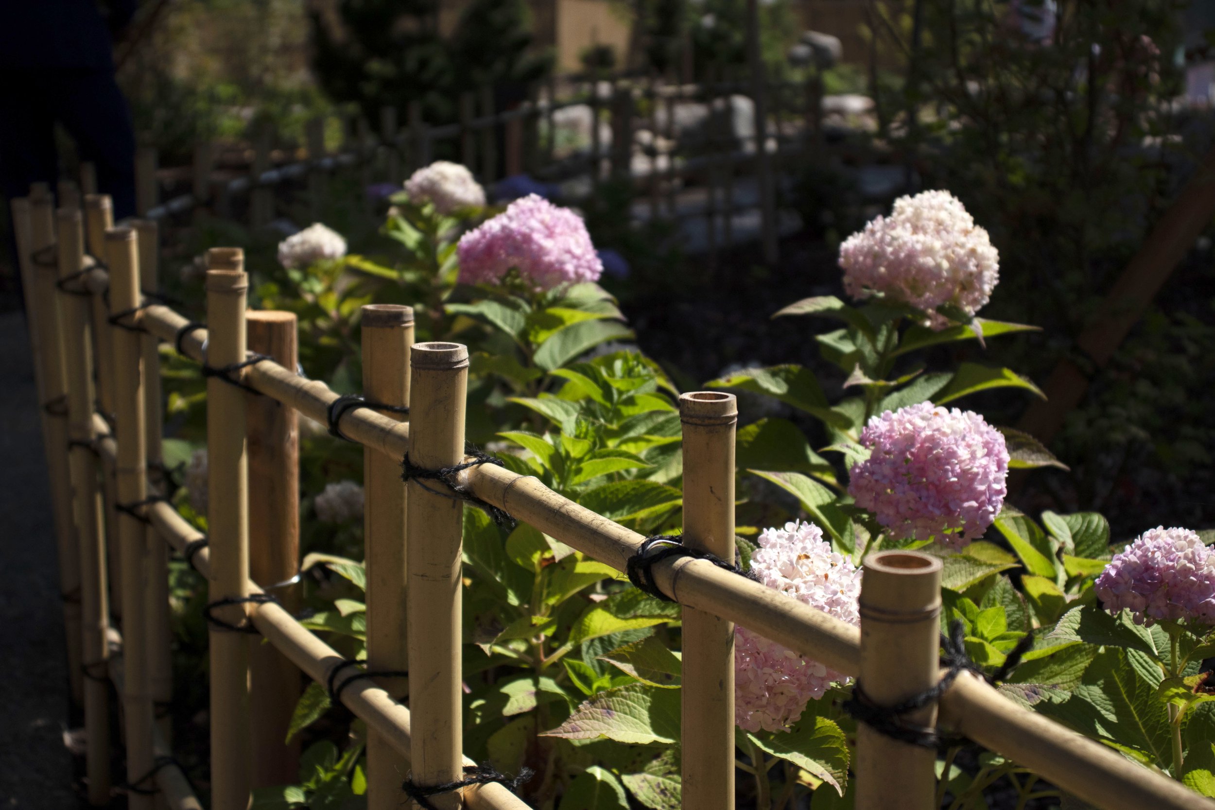 Hydrangeas and Bamboo Fence