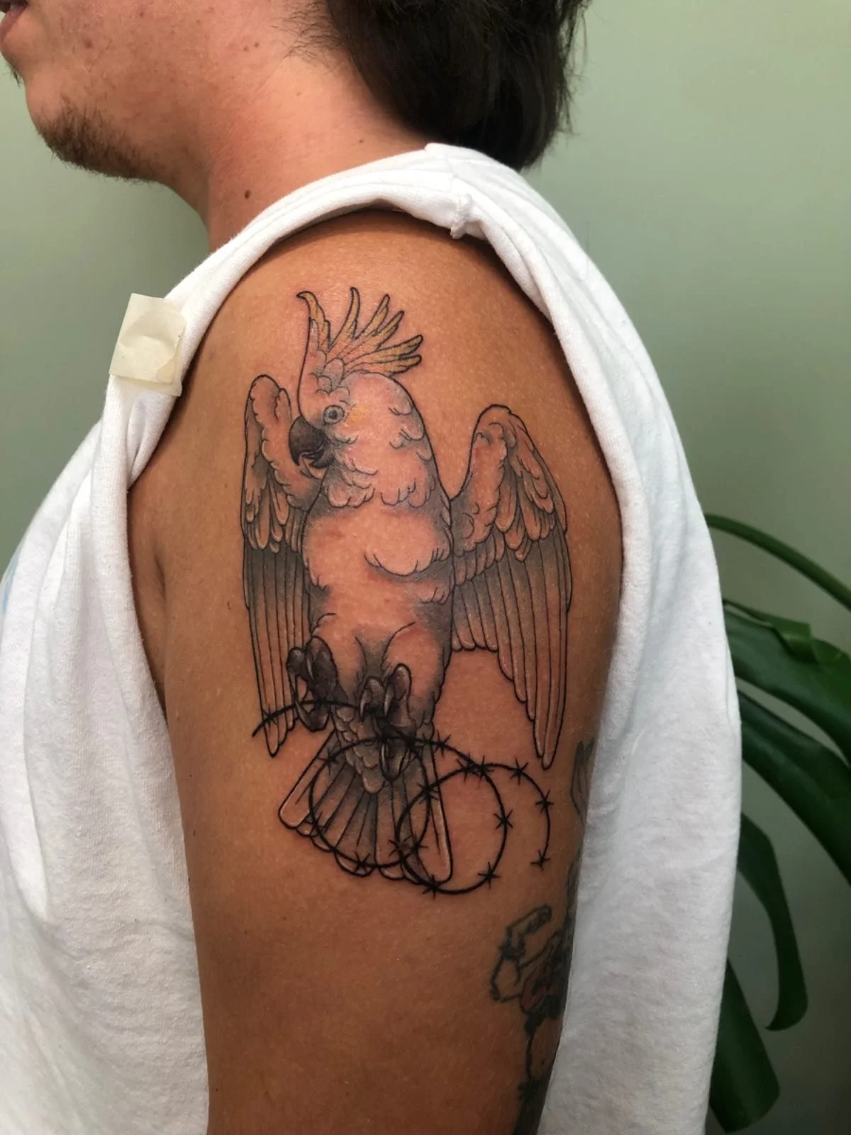 A cockatoo for Benji! This was based of a cockatoo named Casper who is a right riot. Thank you for coming in!

Studio: @drmorsetattoo 

#cockatoo #animaltattoo #wellington #tattoo