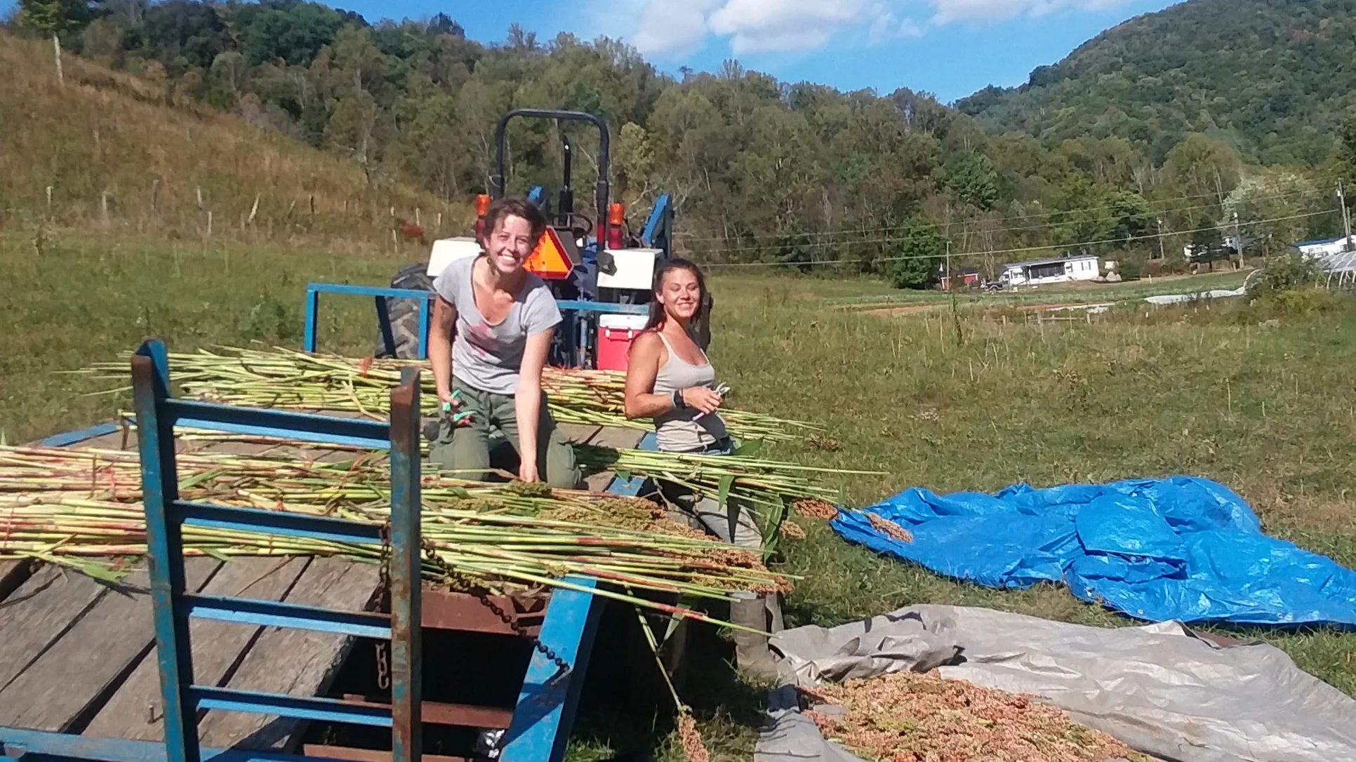 Sweet, Sweet Sorghum