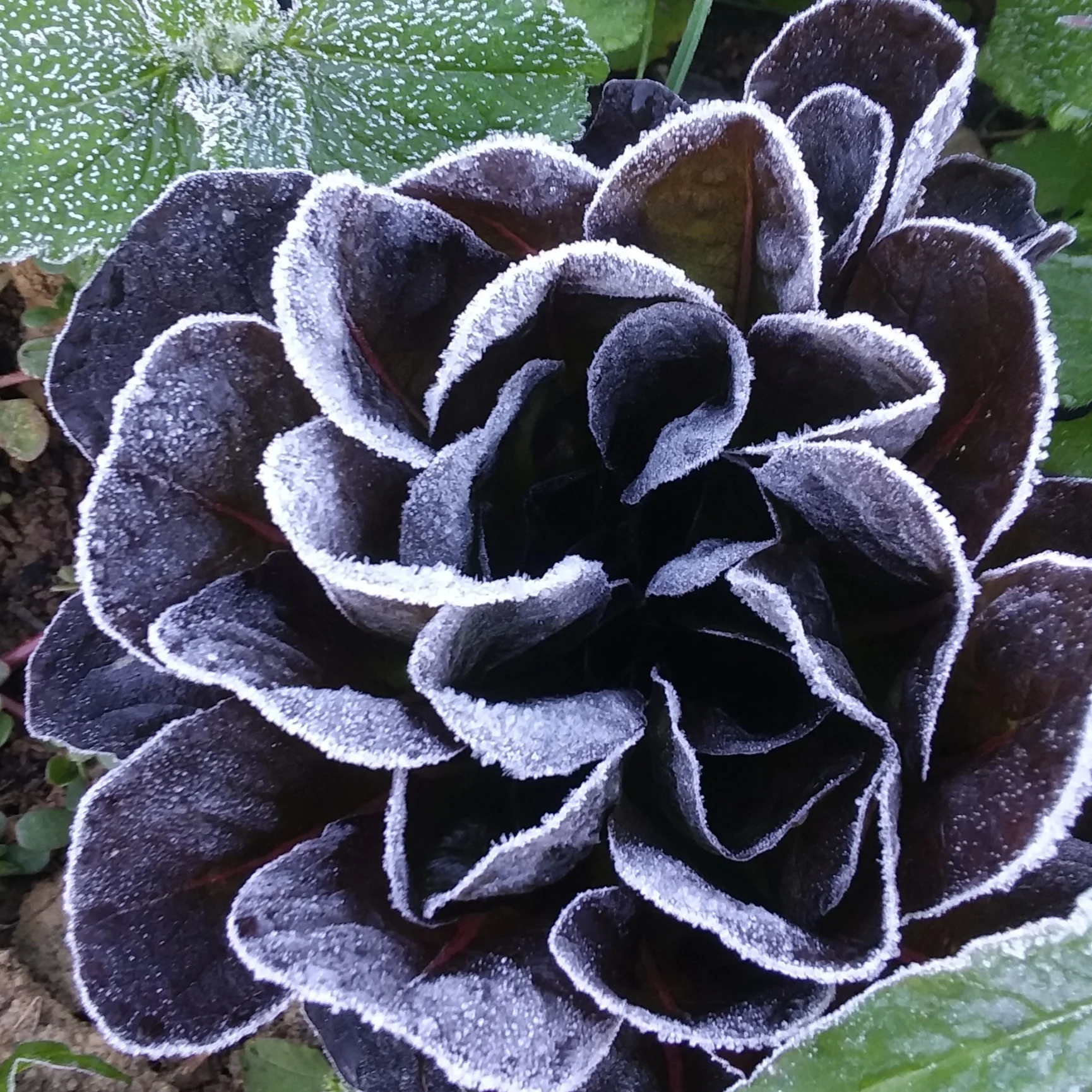 First Frost!