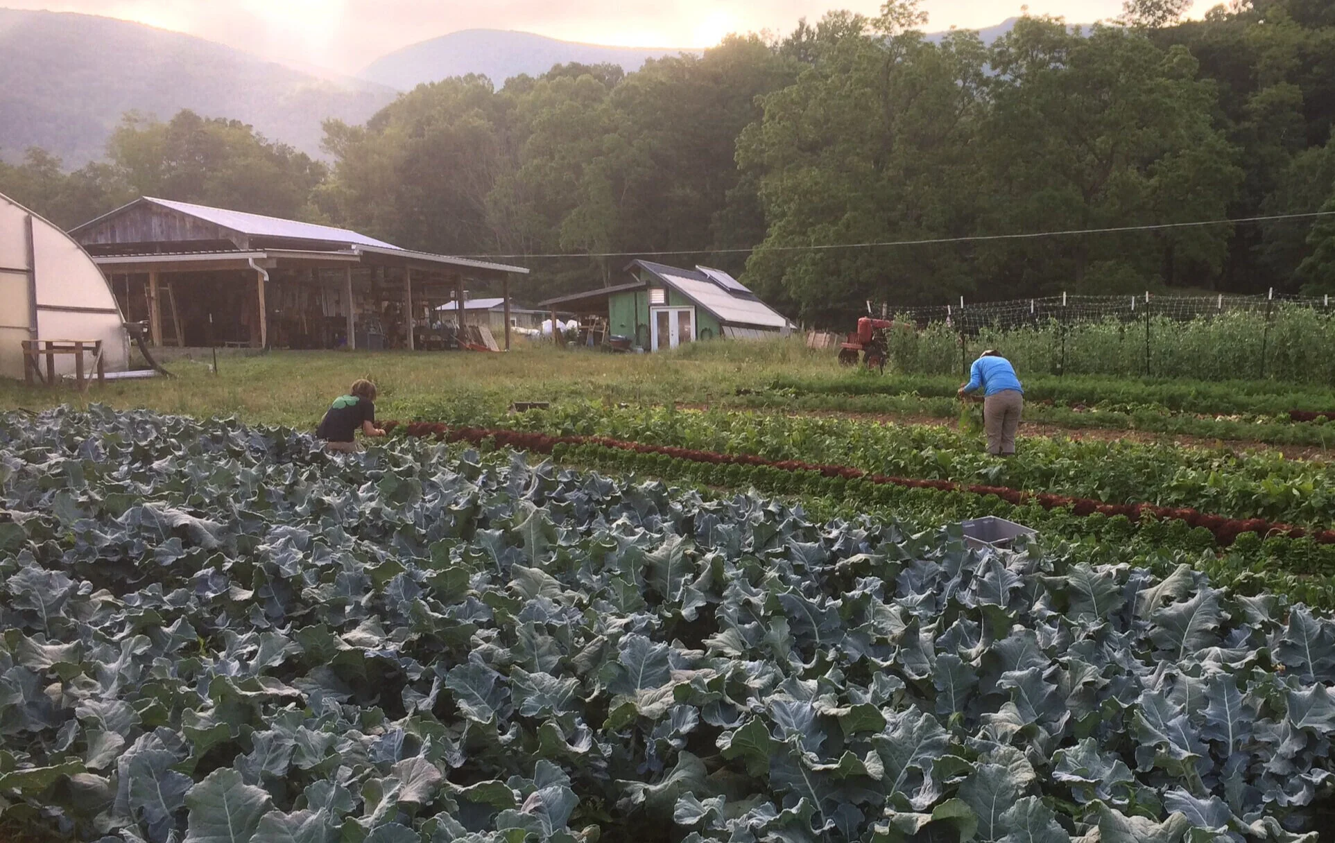 Why Join a CSA?