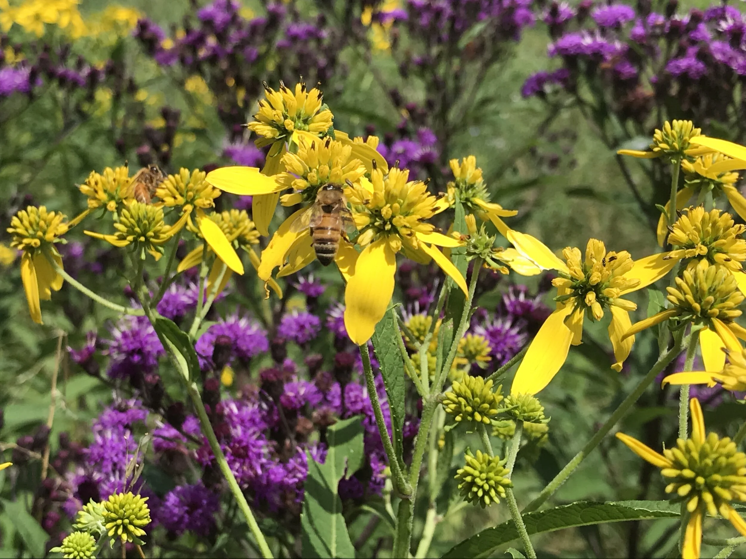 Wisdom of the Bee