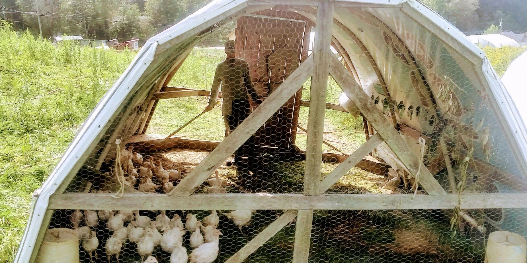 Thanksgiving Turkeys Available!