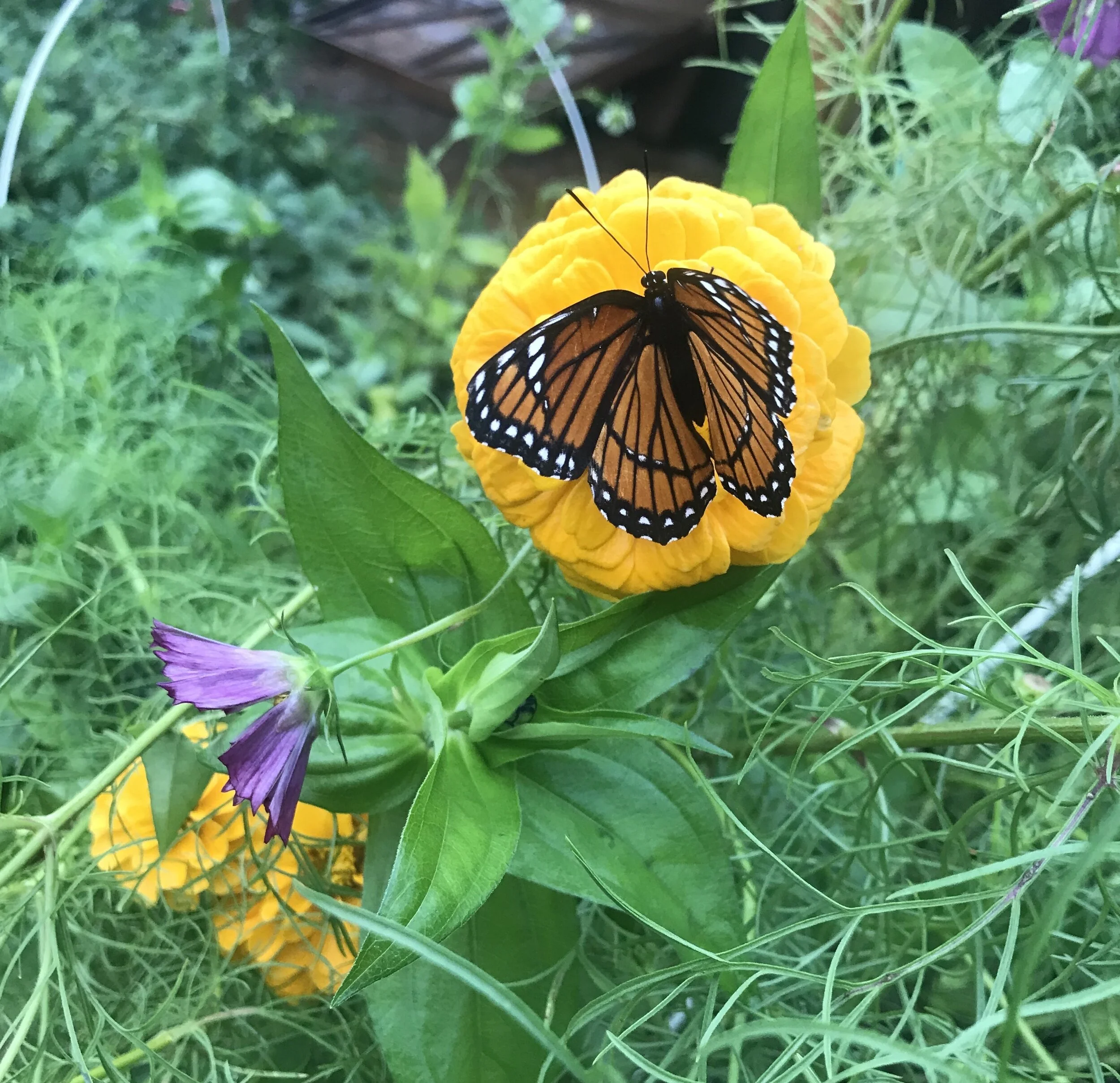 Hedgerows on the Farm
