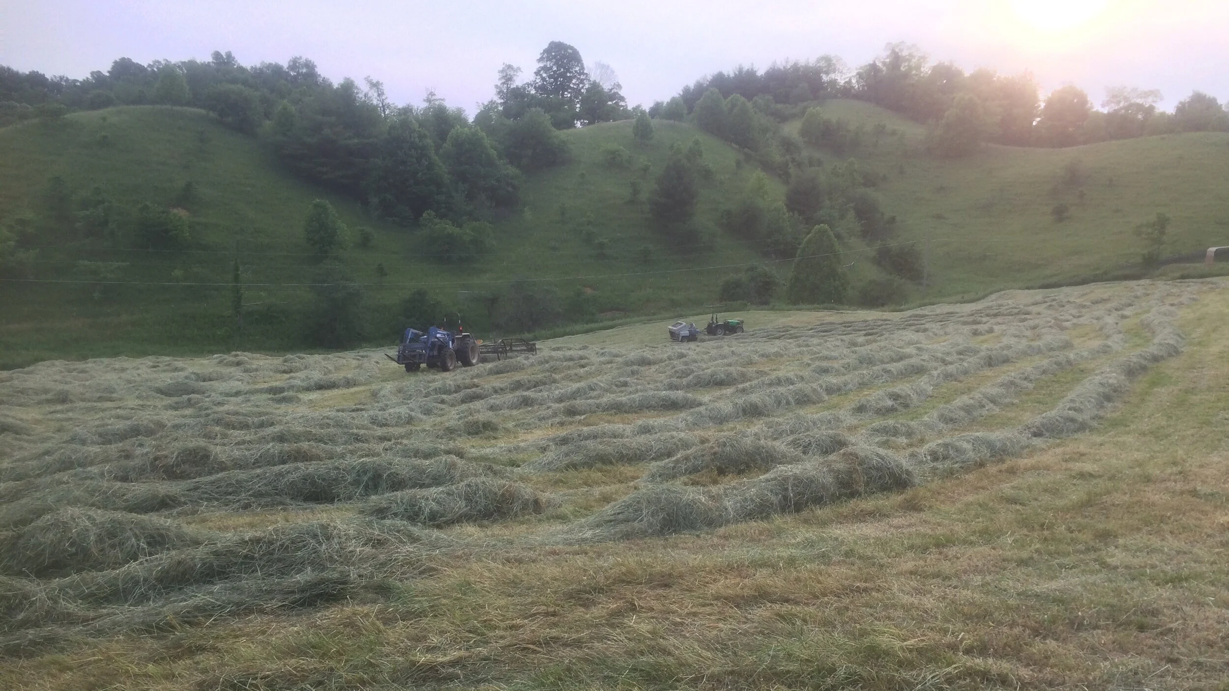 Hay!