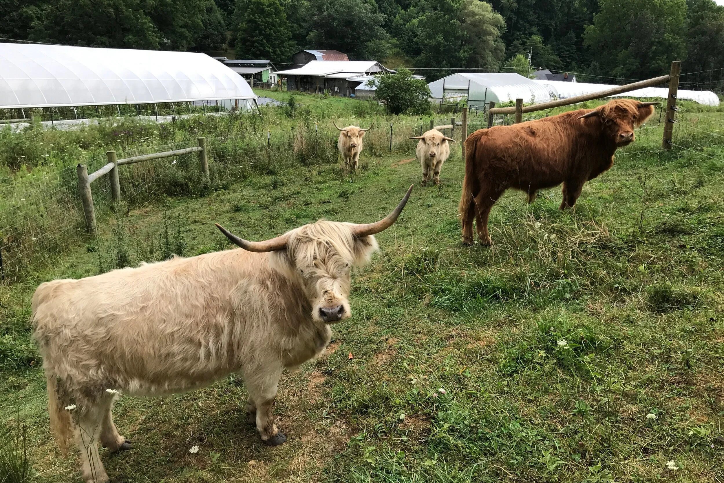 Cows Homecoming
