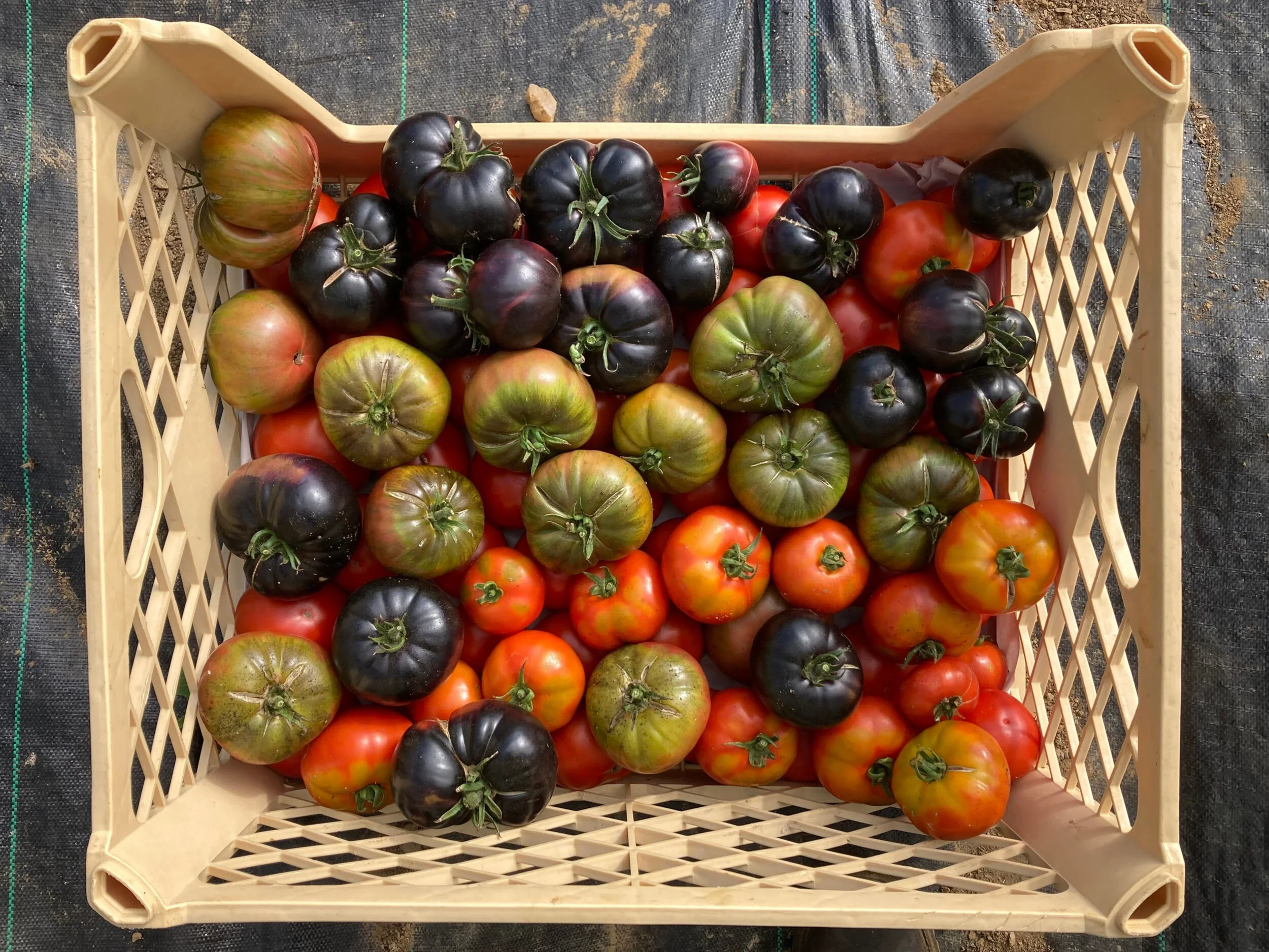 Creative Food Preservation