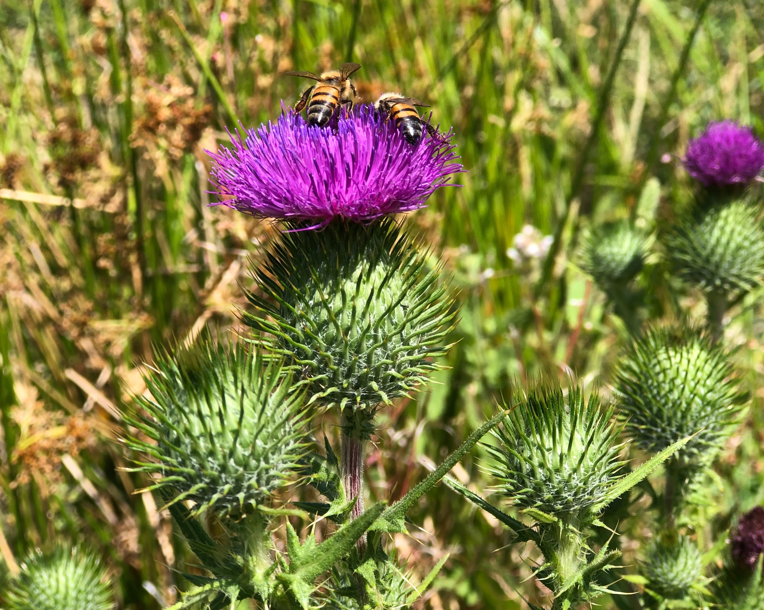 Summer Solstice, A Bee's Festival