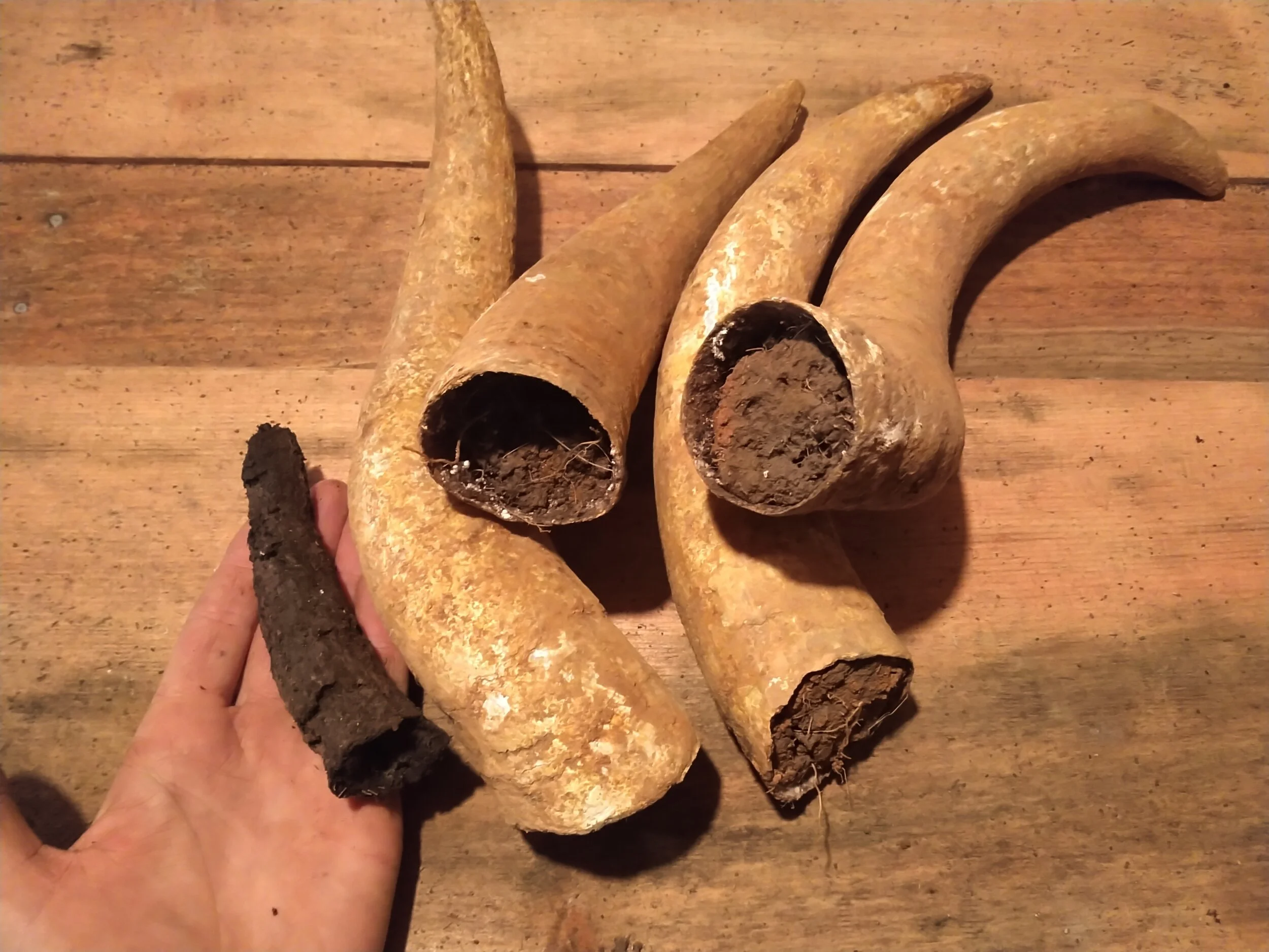 Applying BD 500 at ATG