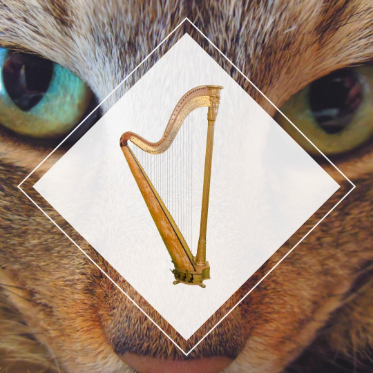Seth Fried_cat.jpeg