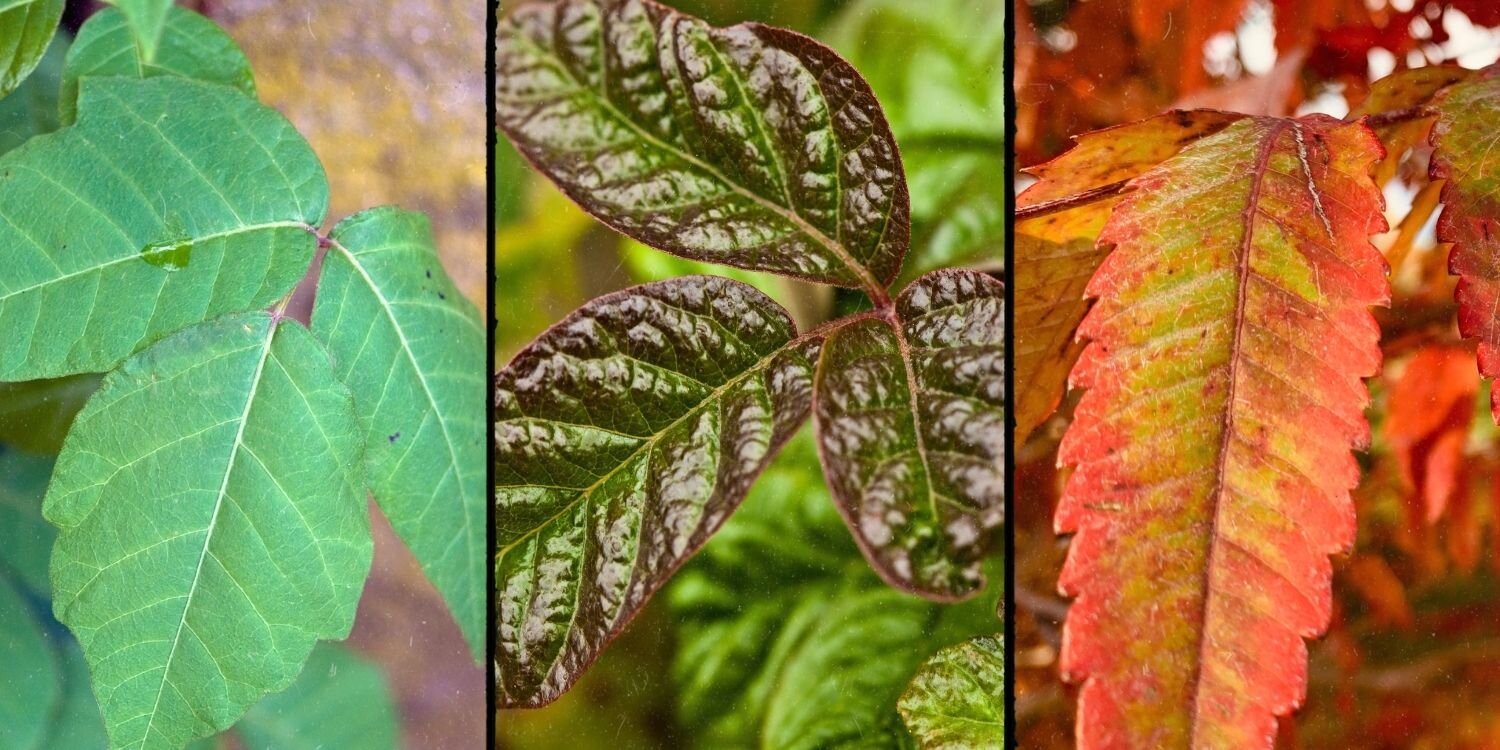 How To Recognize Poison Ivy Oak And Sumac And Treat R - vrogue.co