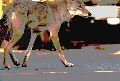 WILD IN THE CITY image NONSTOP DESIGN Jim Paterson