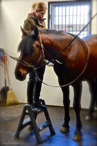 THE MANE TAMER -Dorothy Chiotti