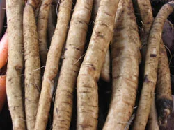burdock.jpg