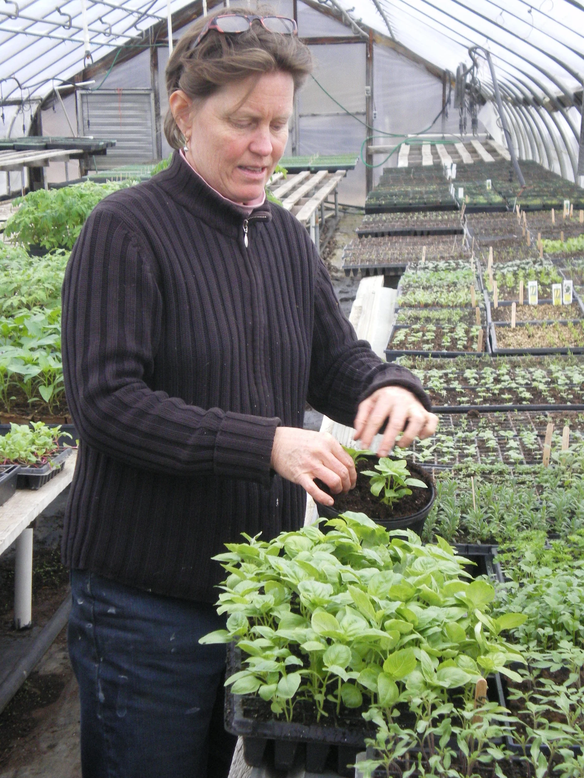 Sally Transplants Basil Seedlings.