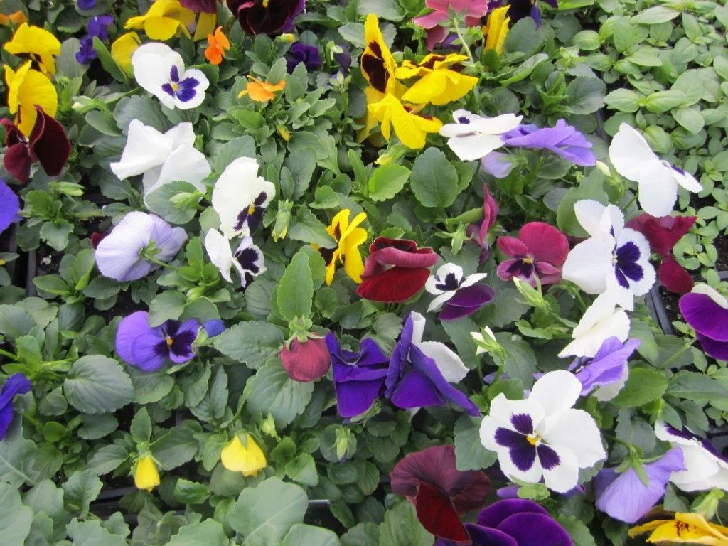 Pansies in Bloom!