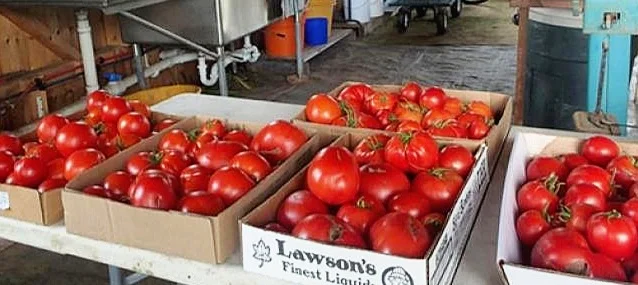 B%2BTomatoes.jpg
