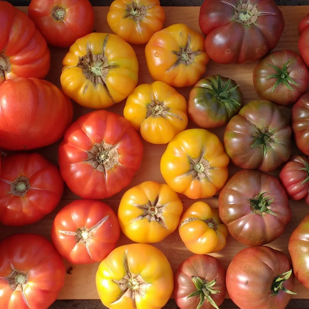 Heirloom Tomatoes