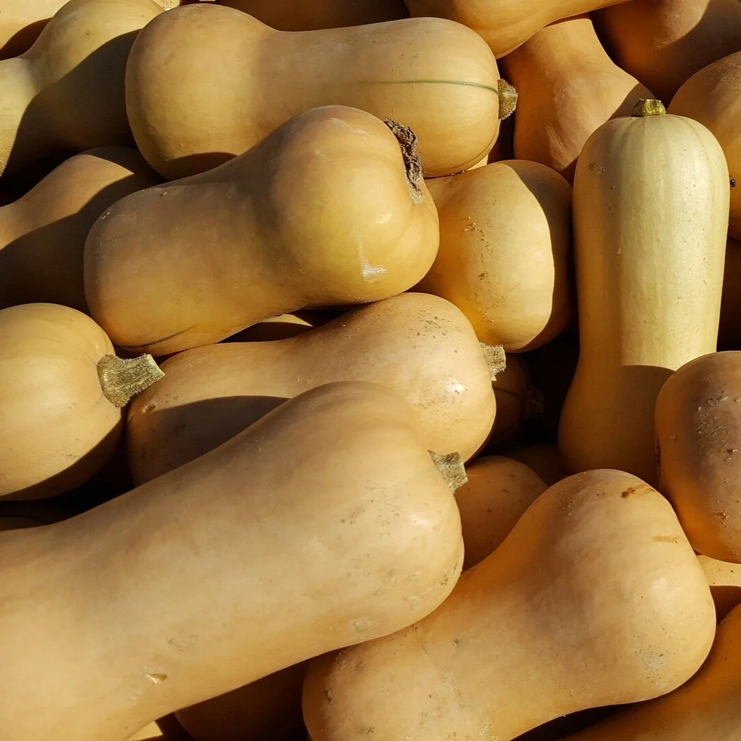 Winter Squash SOLD OUT For the Season