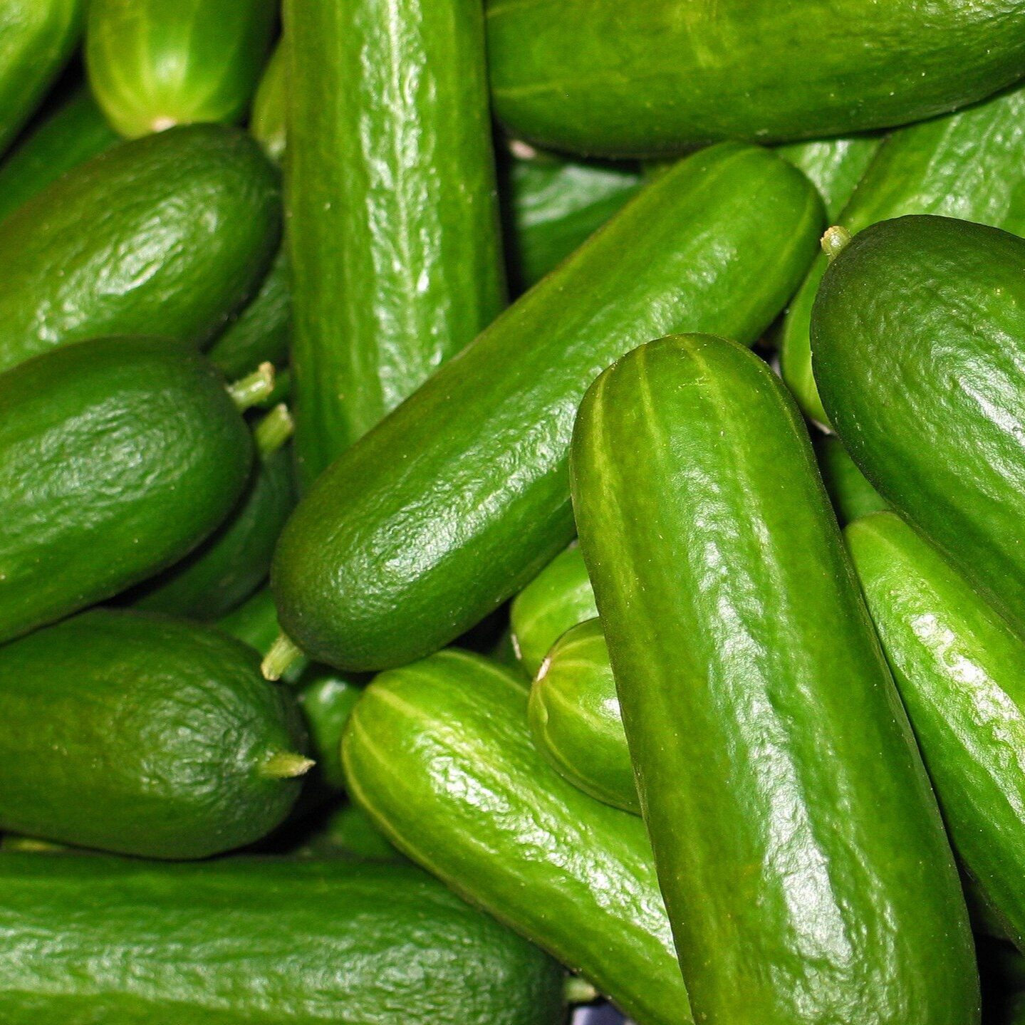 Cucumbers &amp; Summer Squash