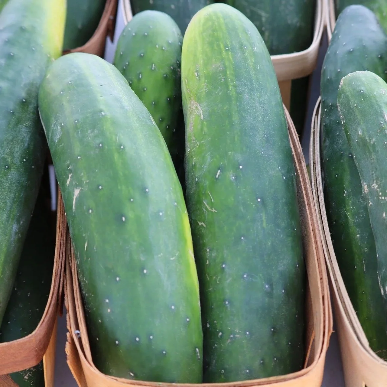 Cucumbers and Summer Squash