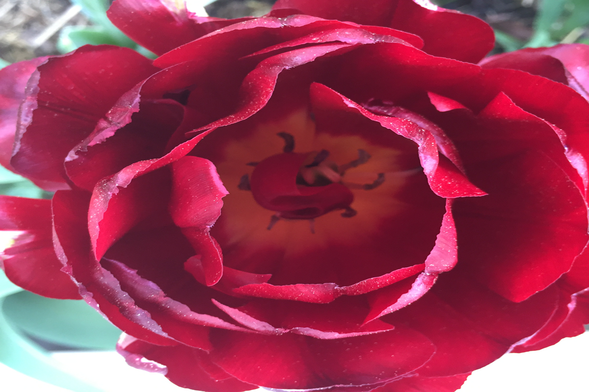 NC0706 Ruby Red 4x6 2020 .png