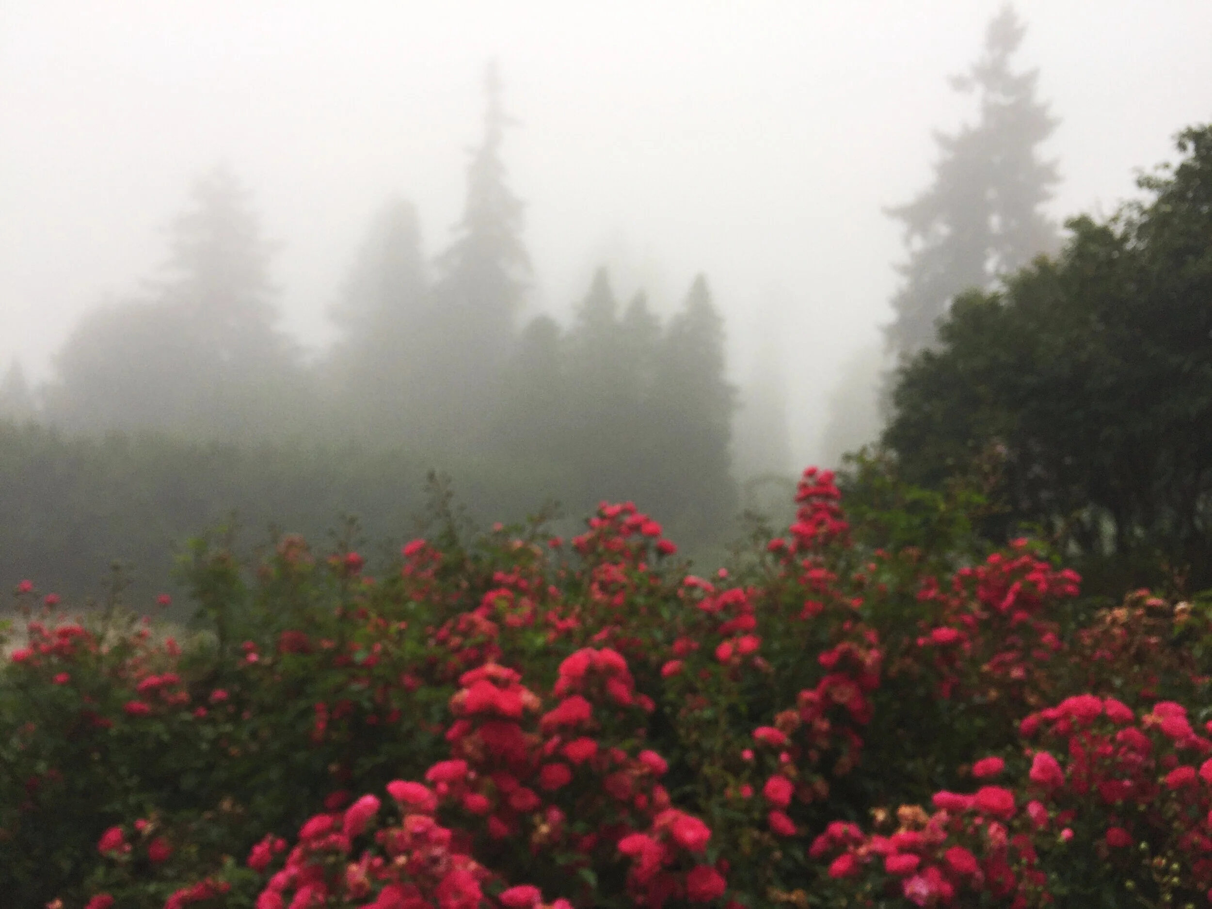 Dreamy Fog in Washington Park
