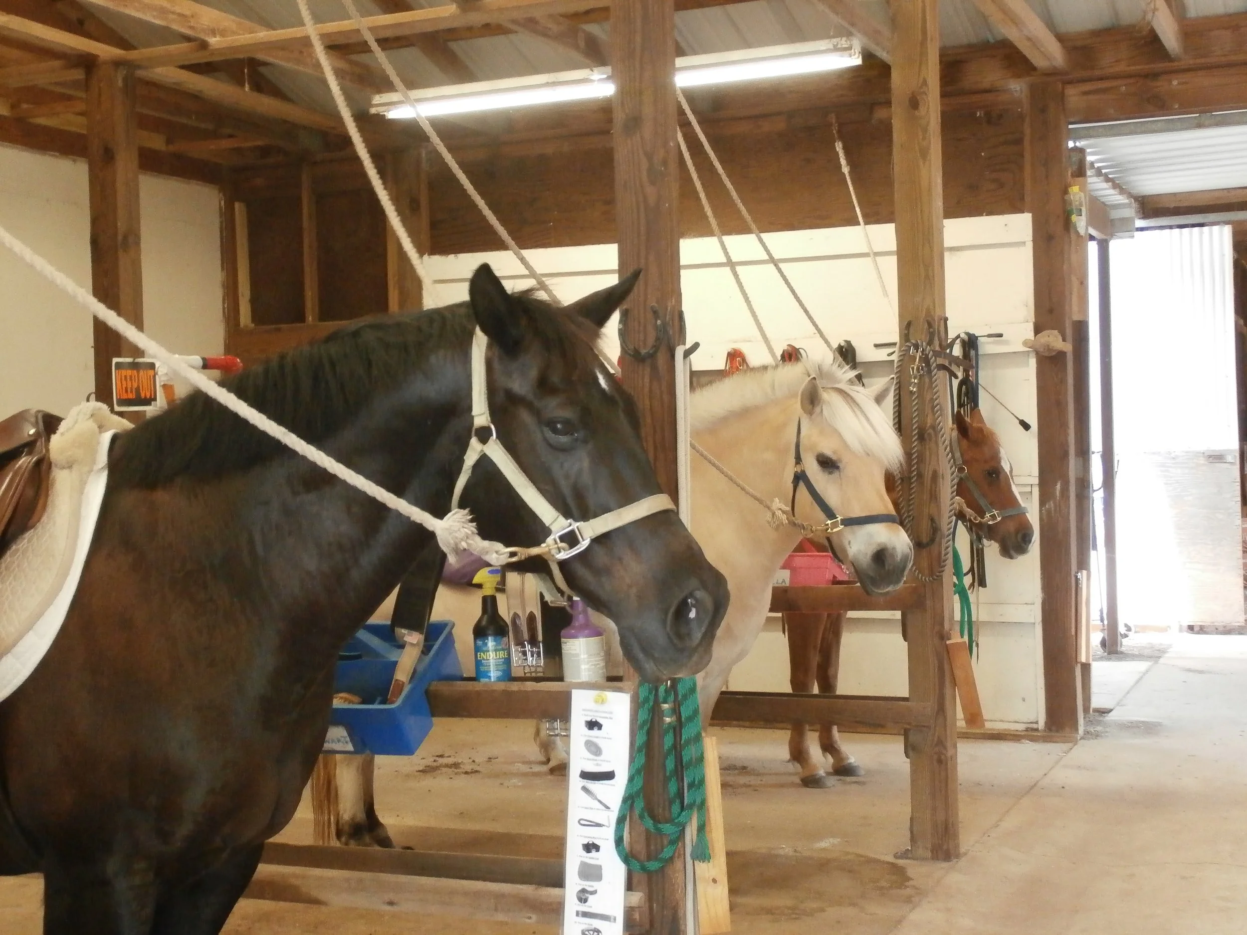 Volunteering with Horses Near Me Exploring Local Horse Rescue Organizations and Therapeutic Riding Centers