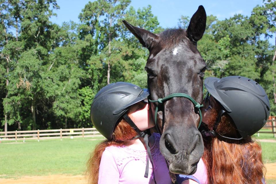 What Makes a Therapeutic Riding Horse?