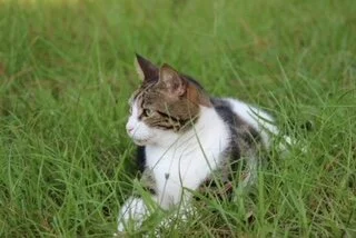 Musings of a Barn Cat