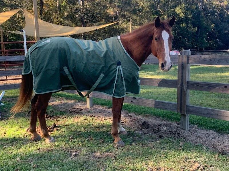 It's Winter- Better Bring Your Horse Inside!!