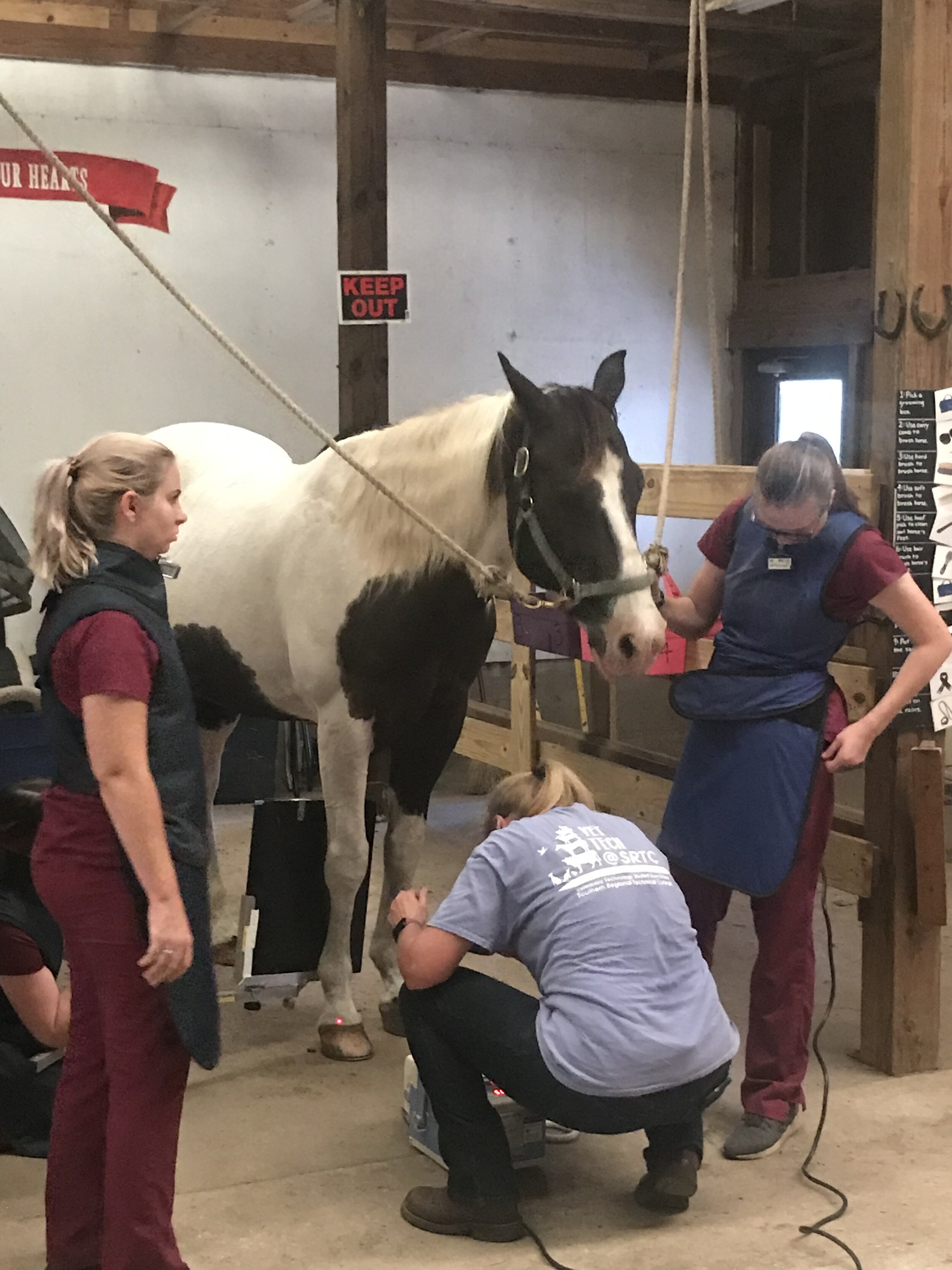 What Routine Care Do Horses Need?!