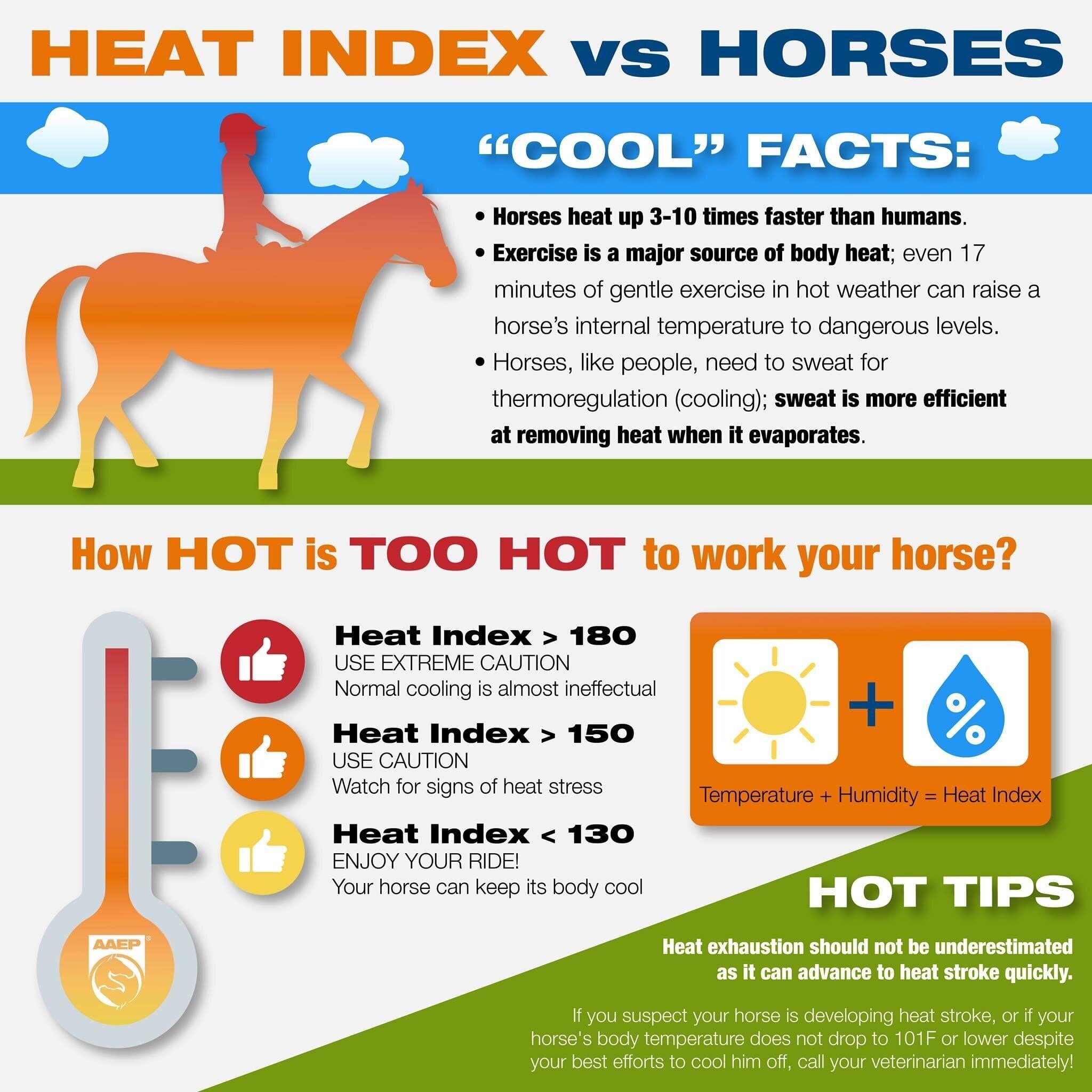 How Hot is Too Hot? — Hands & Hearts for Horses