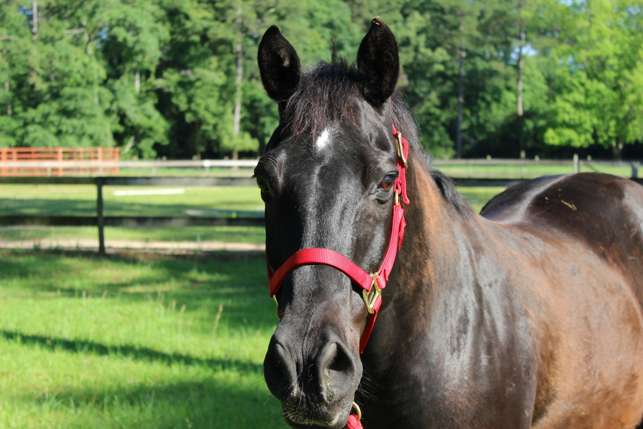 Looking a Gift Horse in the Mouth (Part 1)