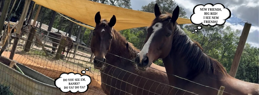 Volunteer Orientation &amp; Training!