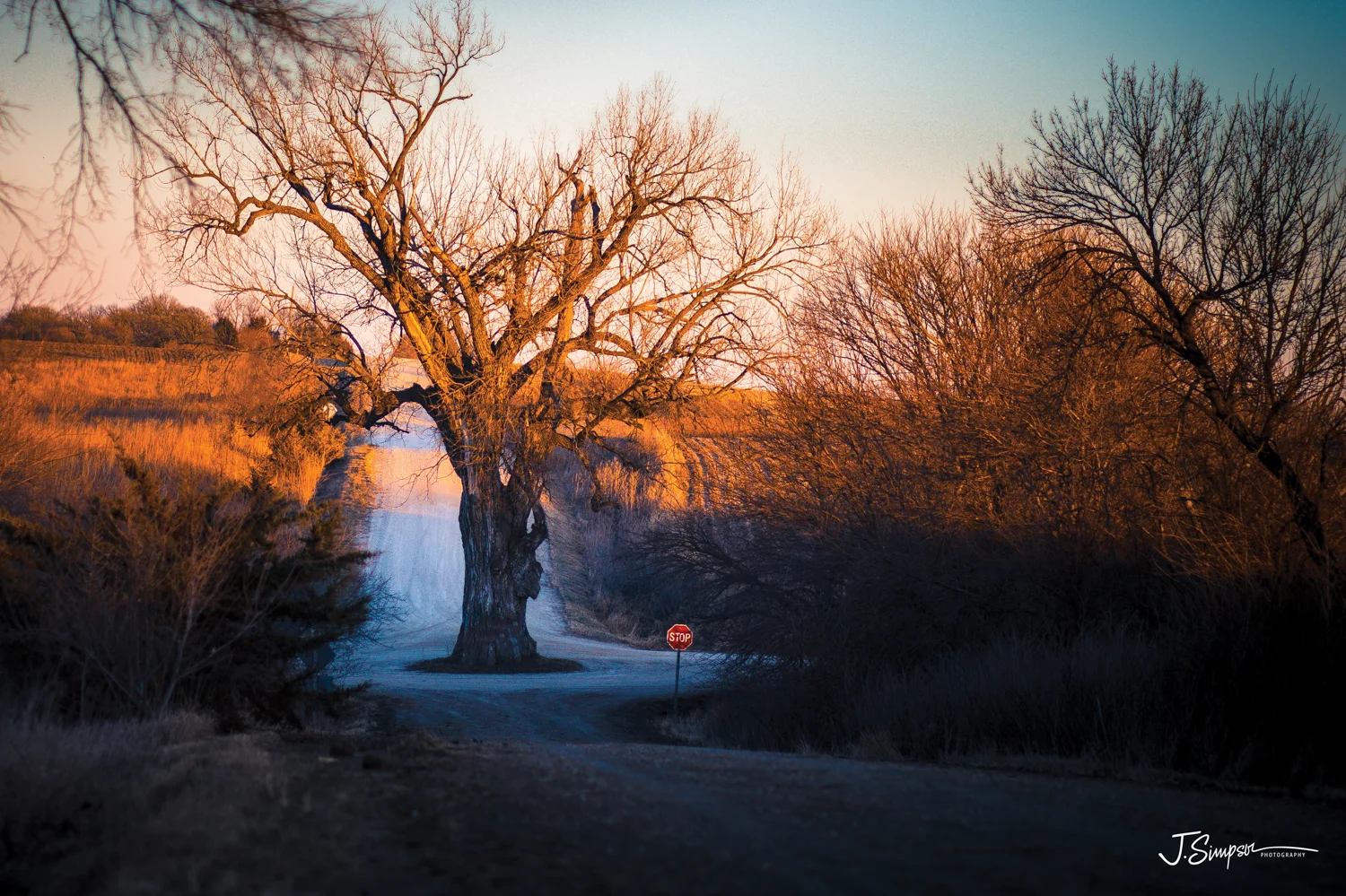 Tree-In-the-Middle-of-the-Road-Iowa-Justice-Simpson.jpg