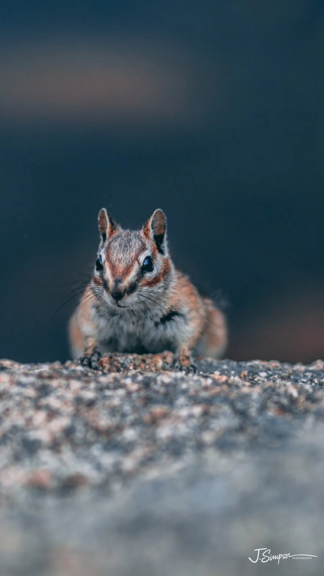 WILDLIFE_PHOTOGRAPHER_COLORADO_JUSTICE_SIMPSON_-7.jpg