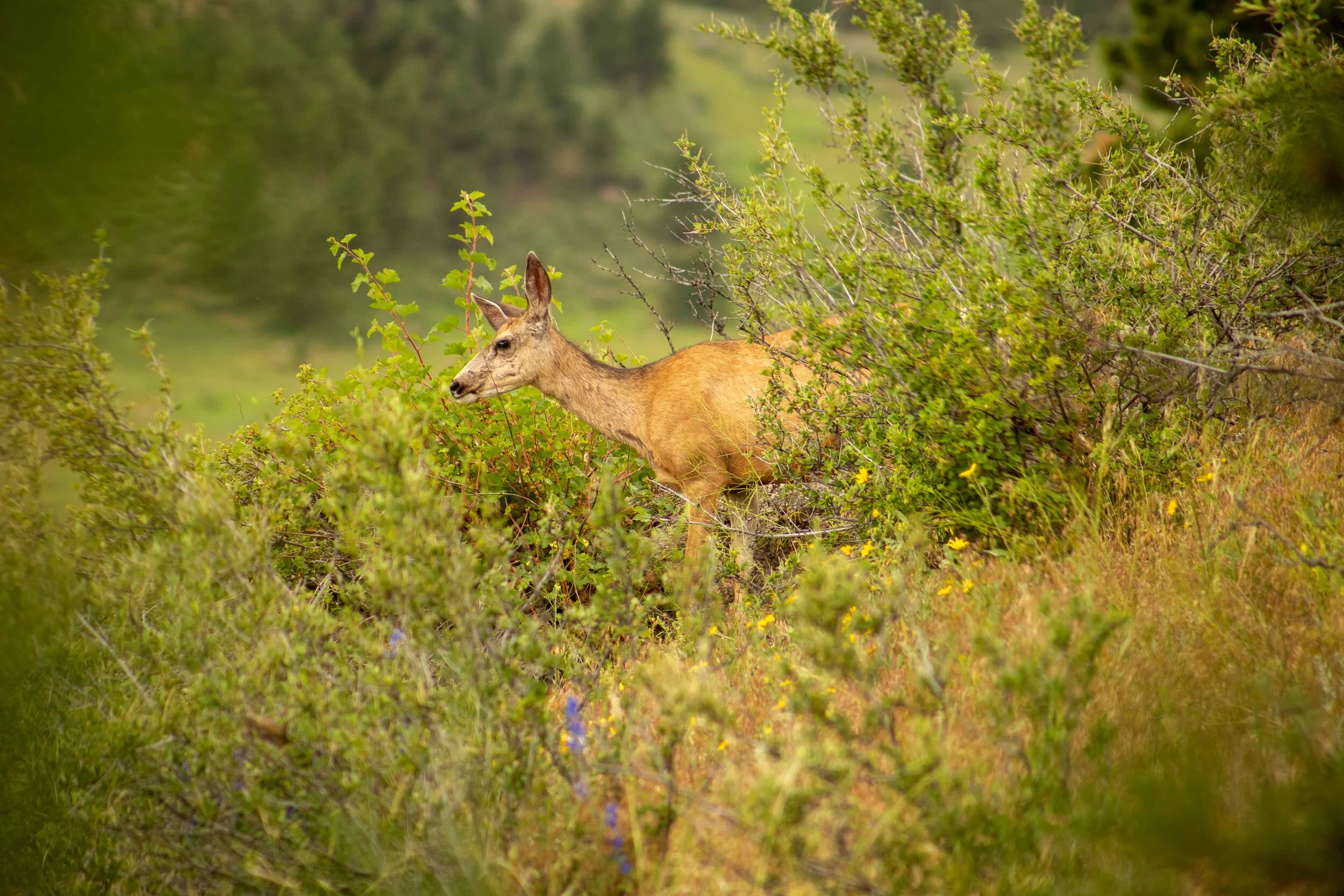 WILDLIFE_PHOTOGRAPHER_COLORADO_JUSTICE_SIMPSON-13.JPG